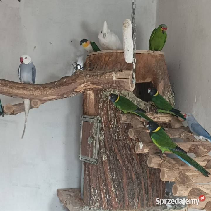 Amazonka Barwinka Kakadu Kragen Julianów