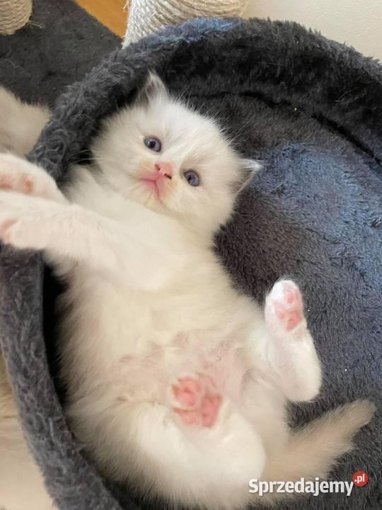 Przepiękne kocięta rasy Ragdoll z rodowodem Ragdoll Warszawa