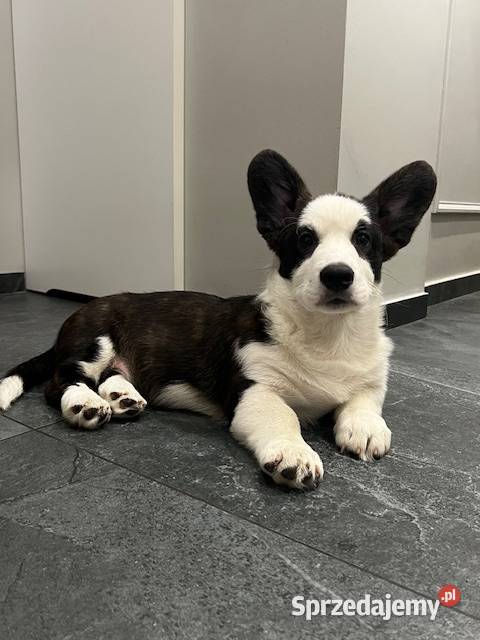 Pies Welsh Corgi Cardigan rodowód FCI Pozostałe Pabianice