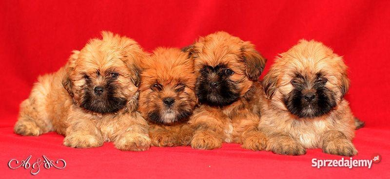 Lhasa Apso mniej znany kuzyn Shih Tzu rodowodowe dolnośląskie Wrocław