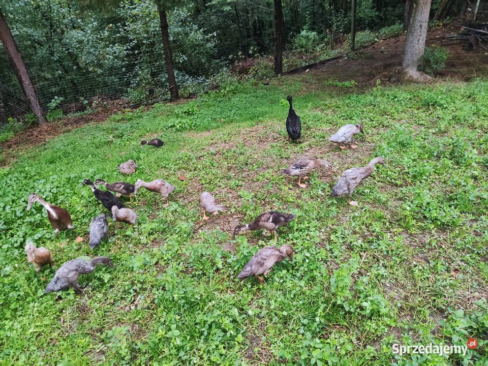 Kaczor i kaczka biegus biegusy indyjskie Dobczyce sprzedam