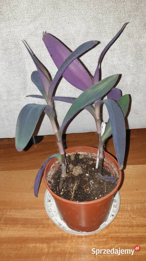rzykrotka setkrezja purpurowa 2 sadzonki w mazowieckie