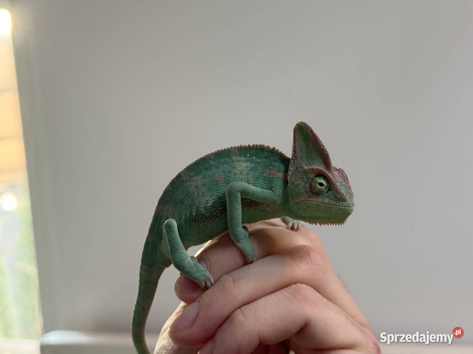 Kameleony Jemeńskie młode 3 miesięczne mazowieckie Legionowo