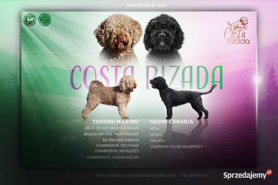 Hiszpański pies dowodny szczeniaki