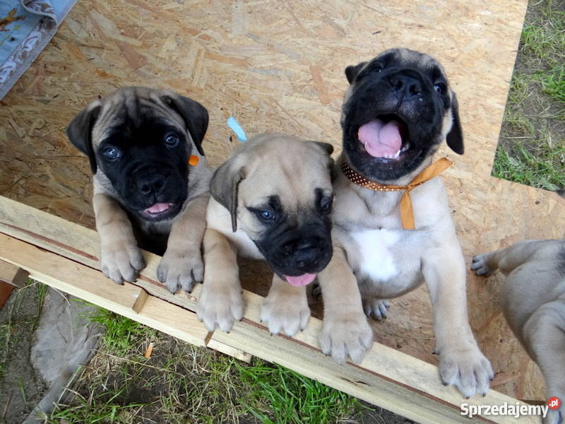 Szczeniaki BULLmastiff