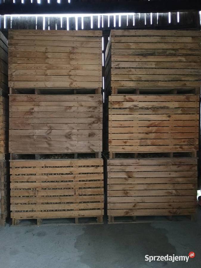 Ziemniaki sadzeniaki skrobiowe Eurostarch klB Łuków