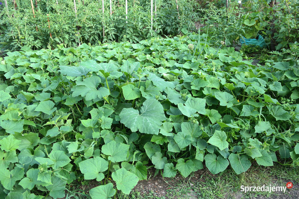 Sprzedam działkę ROD Lotnik Stachowicka Wrocław