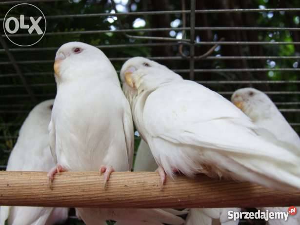 tanio papugi faliste Pozostałe Sosnowiec