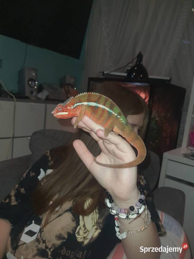 kameleon lamparci ambilobe red bar Gady i płazy Toruń