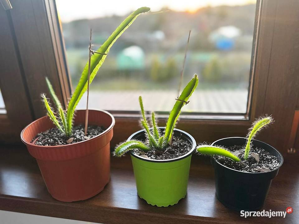 Smoczy owoc Pitaja Dragon Fruit Egzotyczny Białogard sprzedam