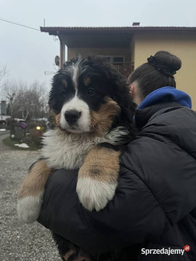 Berneński pies pasterski Bobi