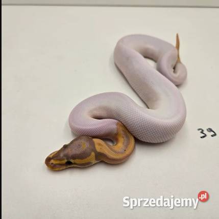 Python Królewski Banana pied Gady i płazy Błonie