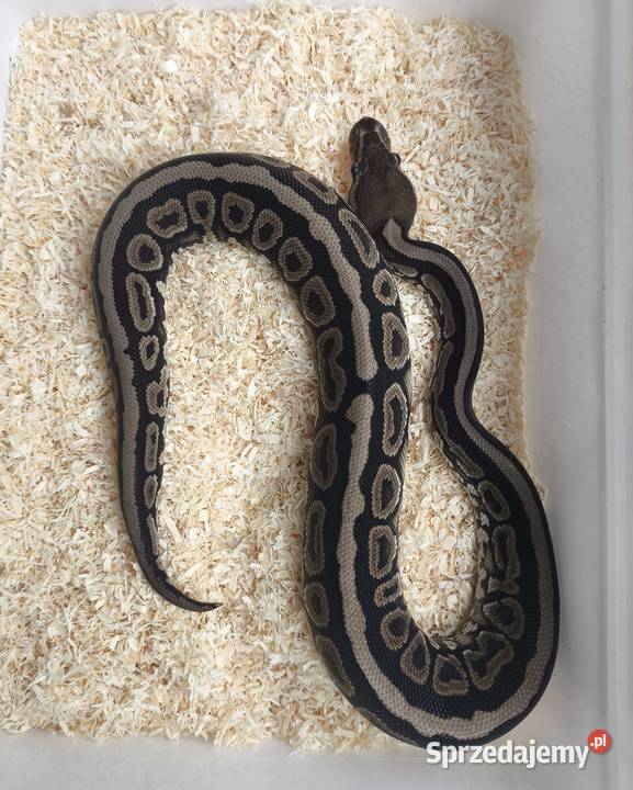 Pyton królewski samiec 209 Boruja Kościelna