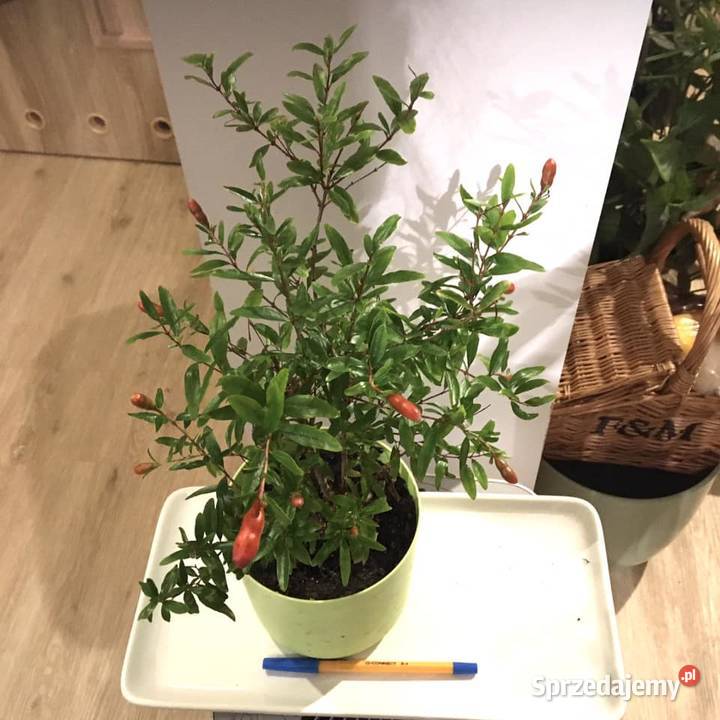 Granatowiec karłowy domowa uprawa