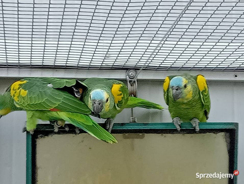 Amazonki niebieskoczelne xanthopteryx Ptaki Zwierzęta Dobczyce sprzedam