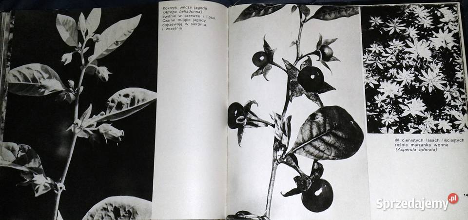 Rośliny chronione w Polsce Władysław Strojny Pozostałe lubelskie Chełm