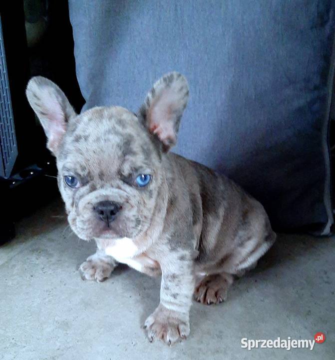 Buldog francuski pieski