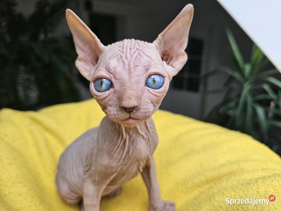 Kocur sfinks kanadyjski Vascat Lublin