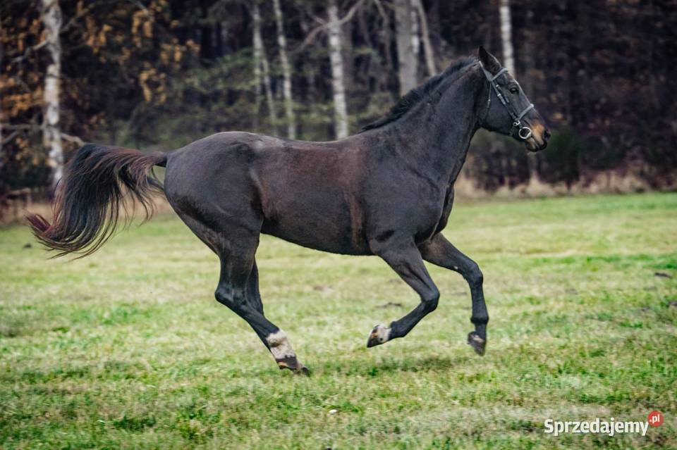 Klacz Wlkp ksiega główna Konie Kamień Śląski