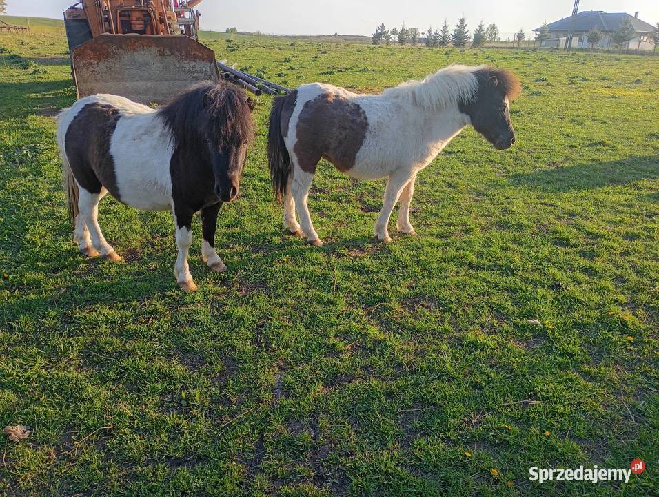 Sprzedam kucyki świętokrzyskie Busko-Zdrój