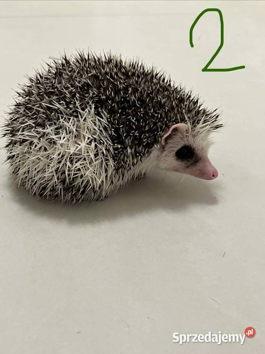Wyjątkowy Jeż Pigmejski z różnymi odcieniami Makowiec