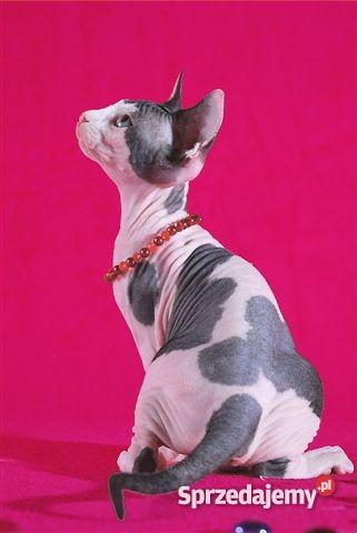 SPHYNX CANADIAN Zapraszamy Do Rezerwacji De Troj mazowieckie Warszawa