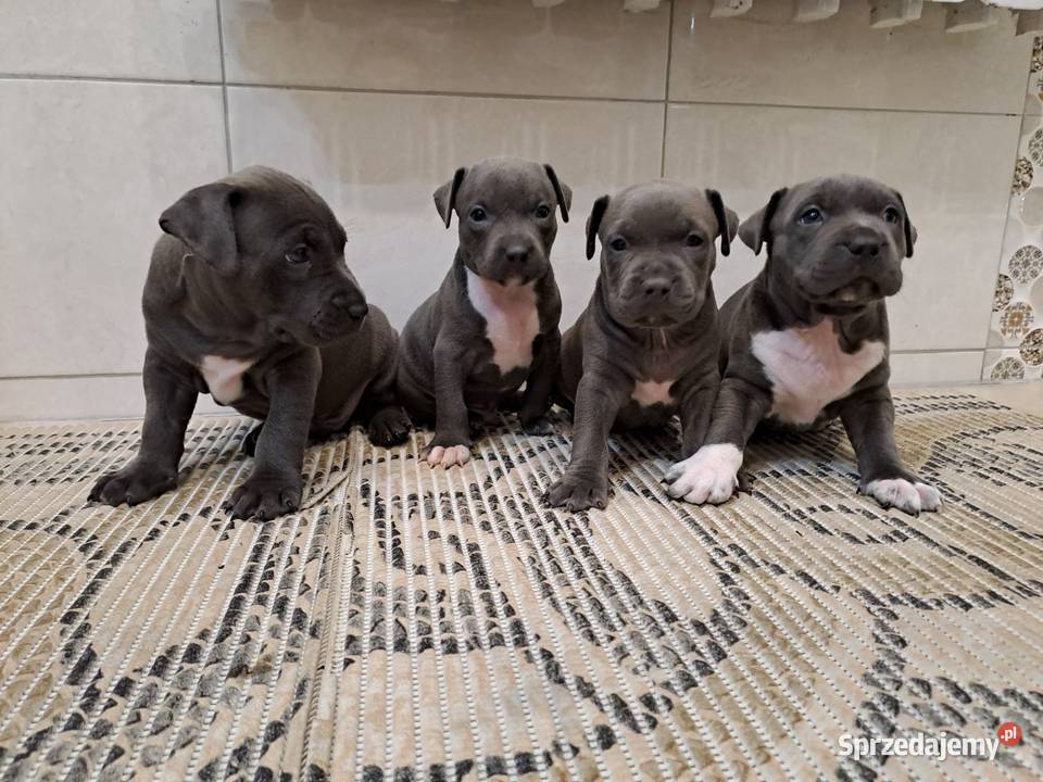 Piękne szczenięta Amstaff Blue sprzedam