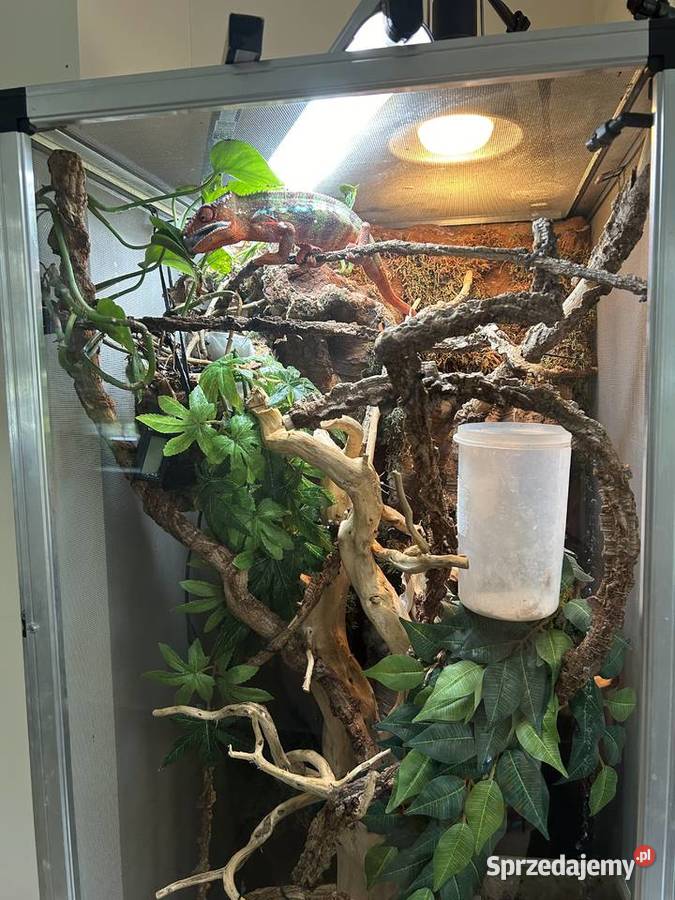 Kameleon lamparci terrarium Gady i płazy Mielec