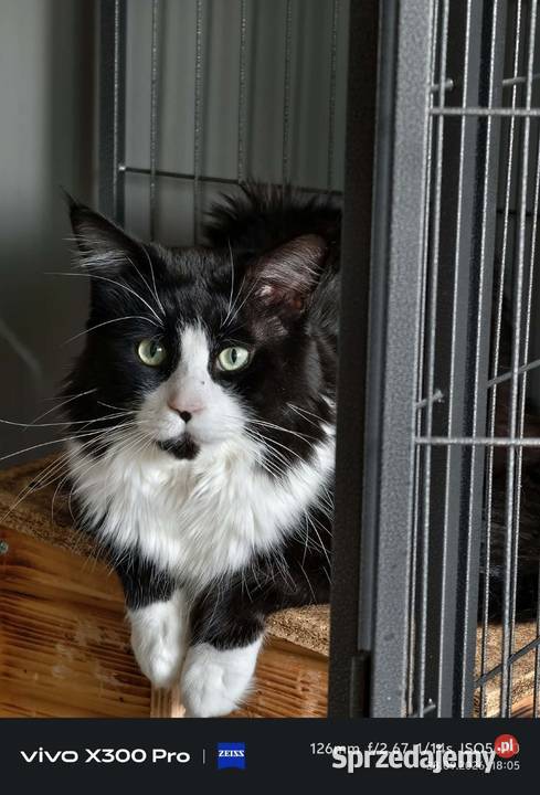 Maine COON rodowód FPL Bytom Odrzański sprzedam
