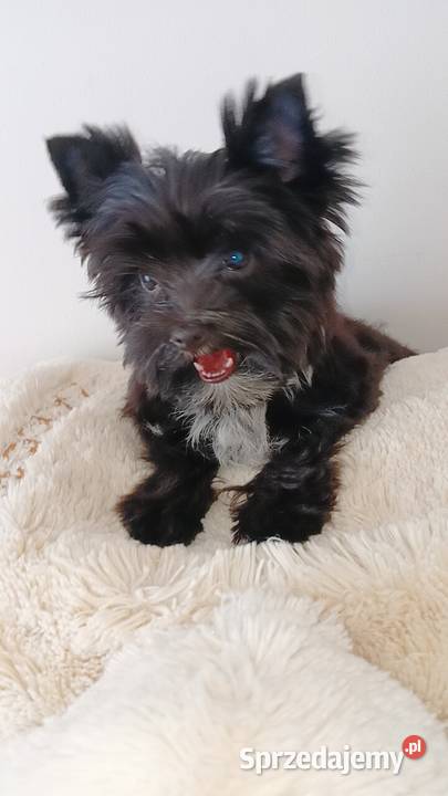 Czarny Yorkshire Terrier XXS Grzybno