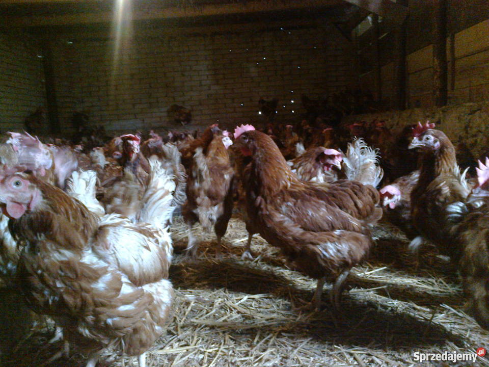 kury nioski 8miesięcy dorosłe noszą jajka detal