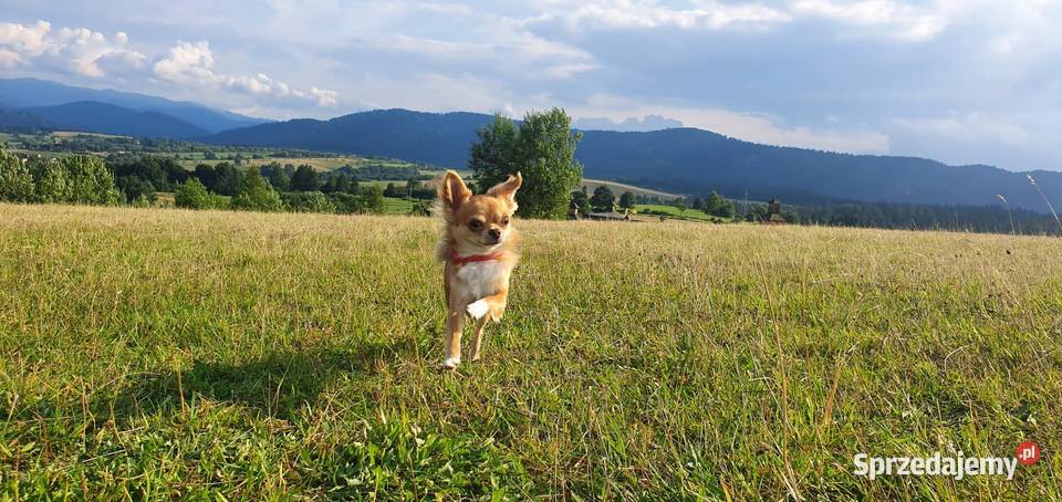 Reproduktor chihuahua długowłosy łódzkie