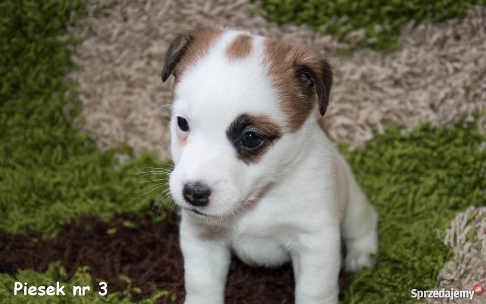 Szczeniaki Jack Russell Terrier FCI Rodowód ZKwP Ostrów Wielkopolski