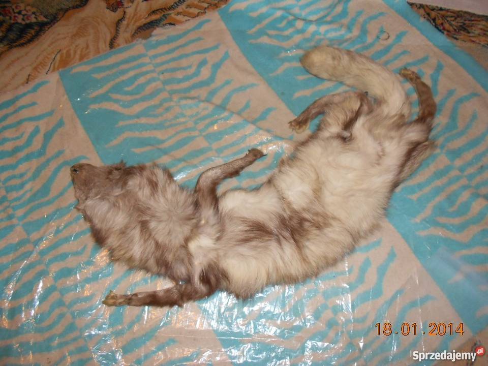 Szal z lisa pełnego nowy Moda i Styl Ostrołęka sprzedam