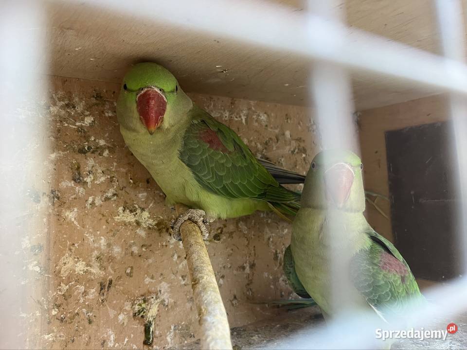 Aleksandretty wielkie z 2025 Zachowice