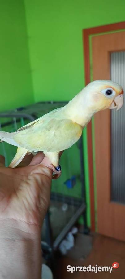 Papugi rudosterki ręcznie karmione Ptaki śląskie Tychy