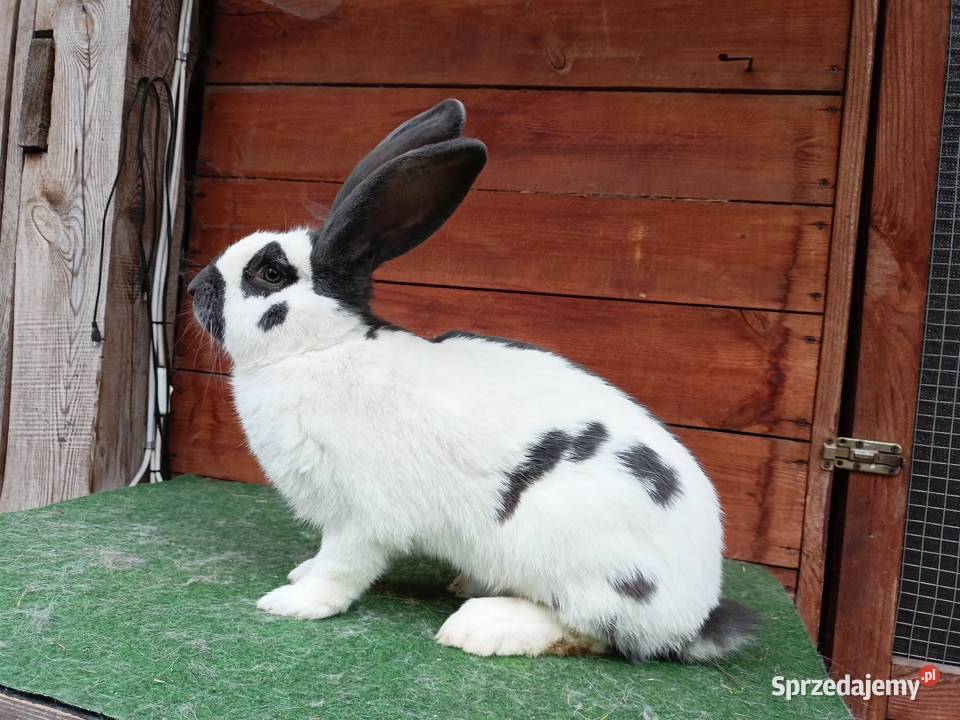 Olbrzym srokacz Leżajsk