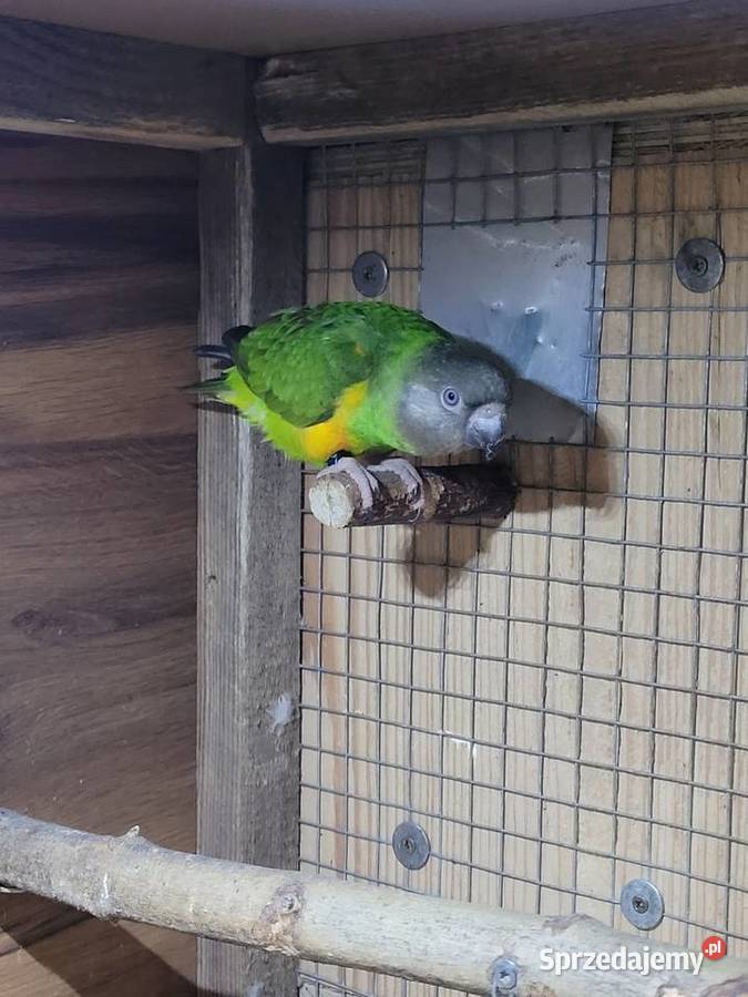 Afrykanka żółtobrzucha senegalka 2023r samica Ulanica