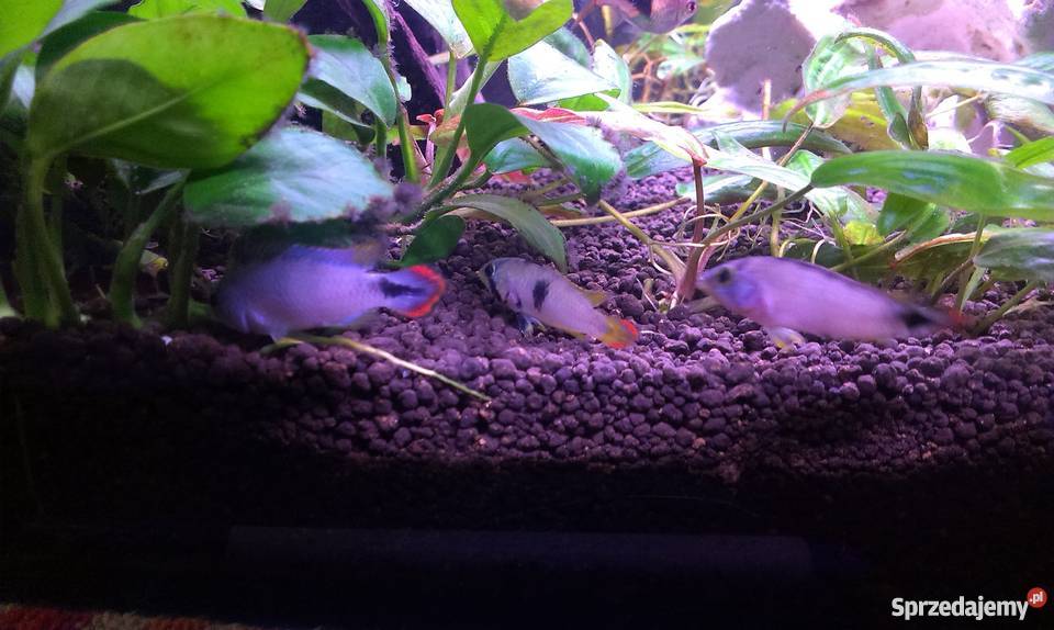 Apistogramma Panduro Łódź