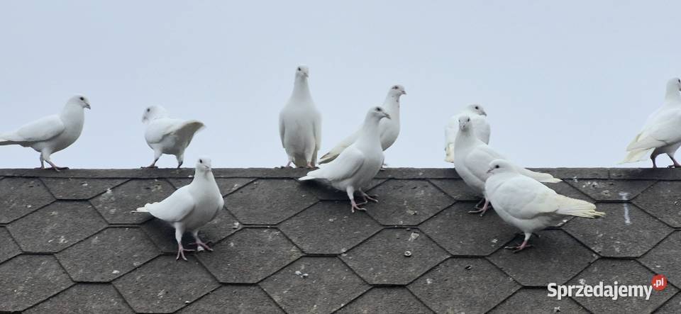 Gołębie białe pocztowe Węgra sprzedam