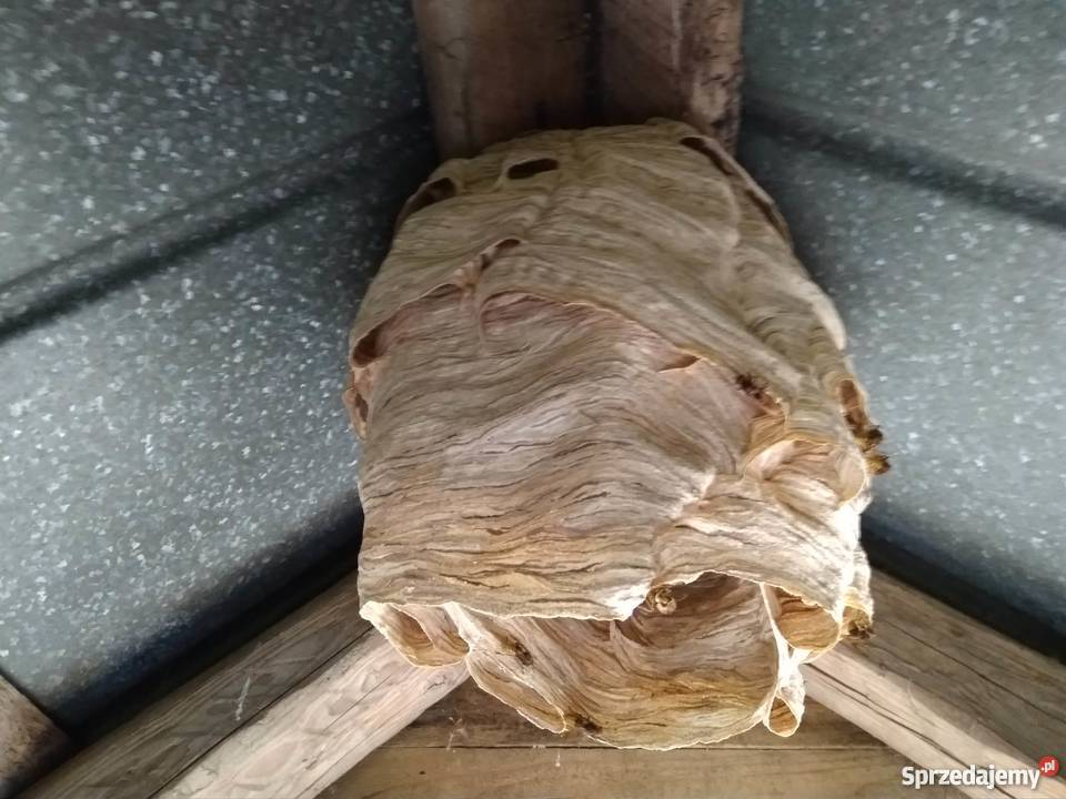 Likwidacja usuwanie gniazd os pszczół i Pozostałe Augustów