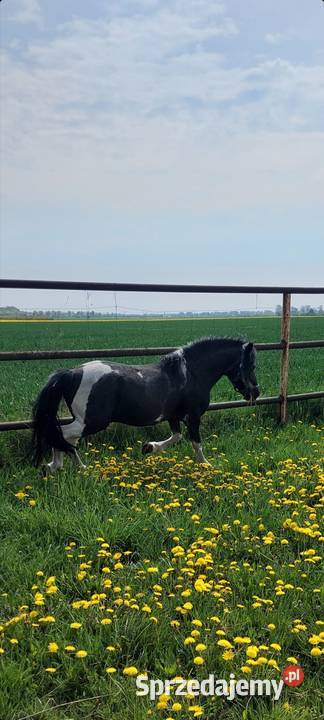 STANÓWKA Kuc ogier 120 wzrostu posada licencje Obrzycko