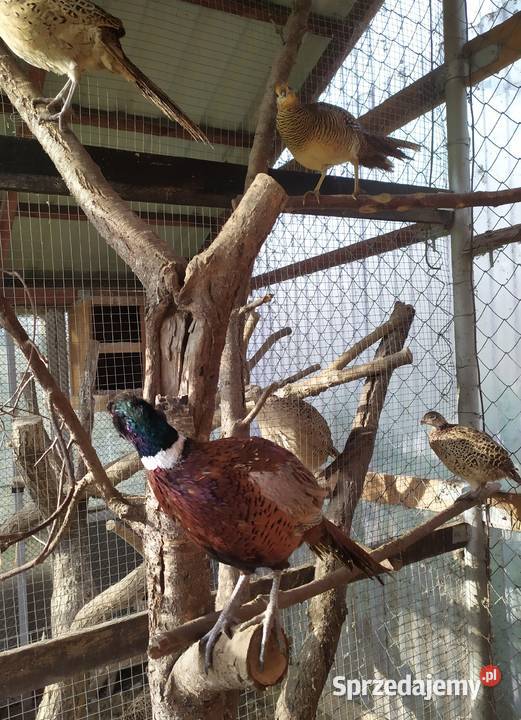 Młode bażanty łowne Rybno