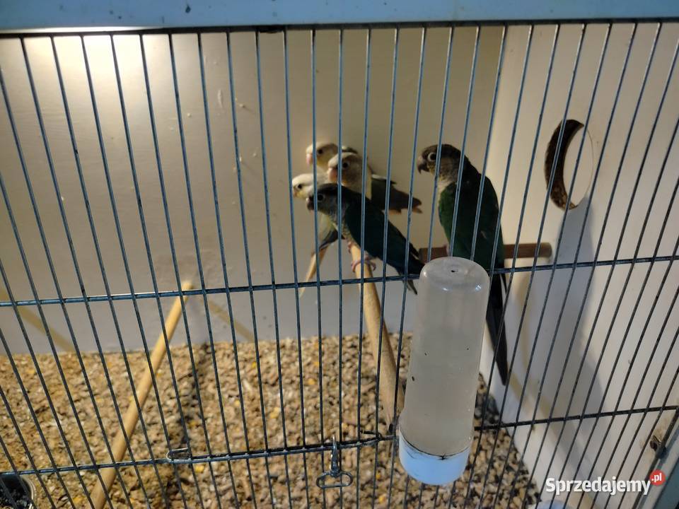 Rudosterki para lęgowa Jarosław