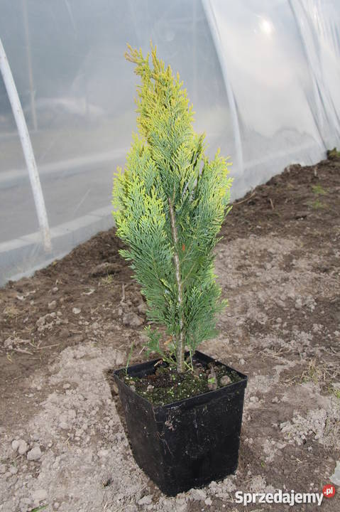 Tuja szmaragd lawson kórnik Sadzonki 304060 Smardy Górne sprzedam
