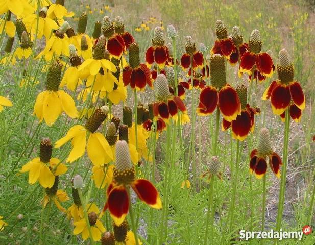HIT Ratibida Mexican Hat Nasiona Poznań