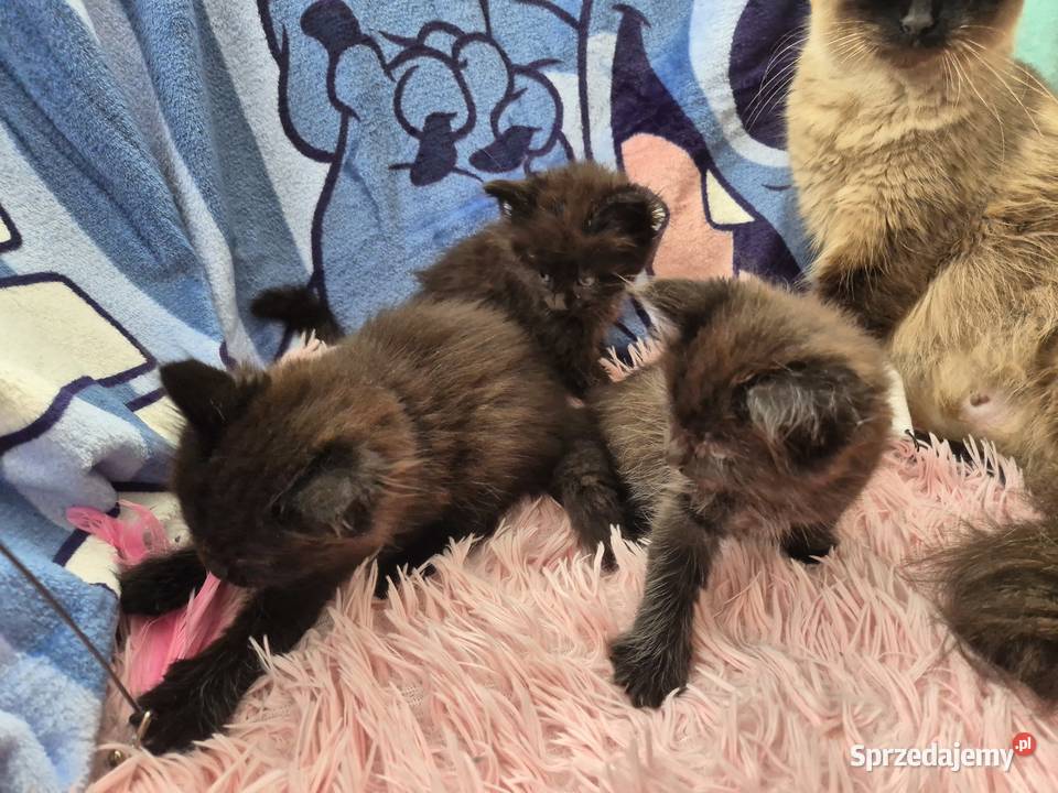 CZARNE Syberyjskie Kocurki rodowód FPL śląskie Stary Broniszew