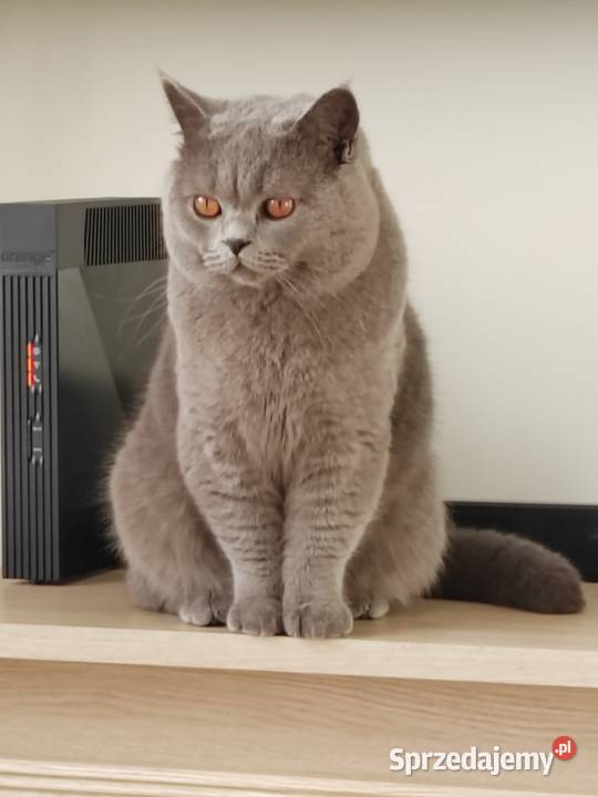 Kocur brytyjski niebieski reproduktorkrycie warmińsko-mazurskie Pasłęk