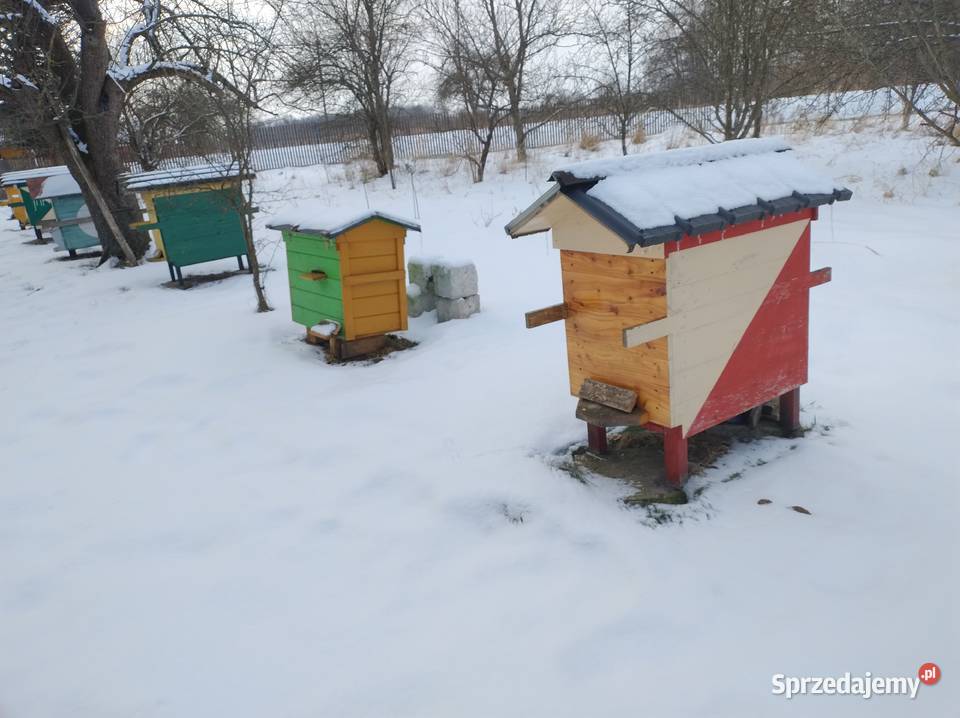 RODZINY Pszczele przezimowane ramko warszawskie Zahajki-Kolonia sprzedam