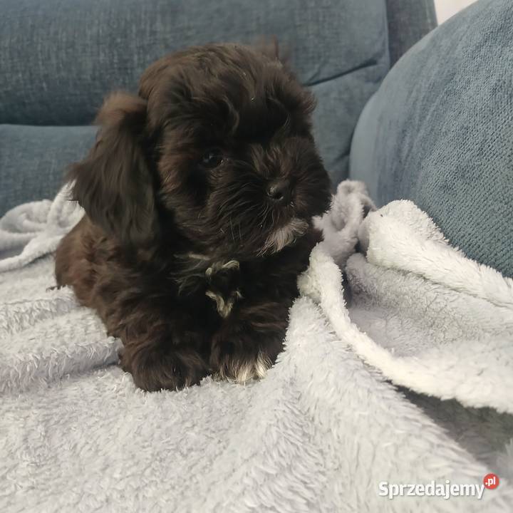 Pies samiec szczeniak Shihpoo